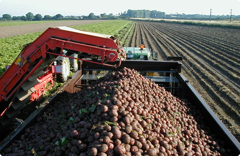 Pommes de terre à frites