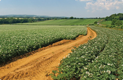 Plants de pommes de terre