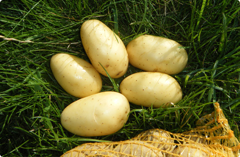 Pommes de terre à frites