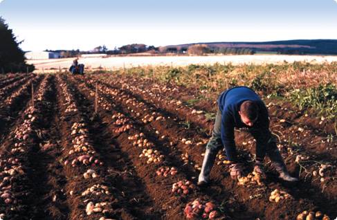 Variety Trialing